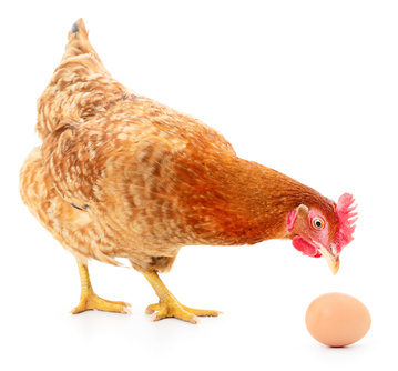 Huhn Mit Ei