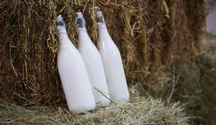 Milchflaschen in Heu Milchflaschen in Heu