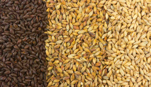 Verschiedene Sorten Malz