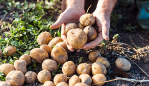 Kartoffelernte Kartoffelernte