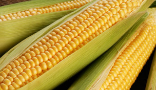 Maiskolben Maiskolben