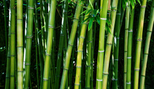 Bambus