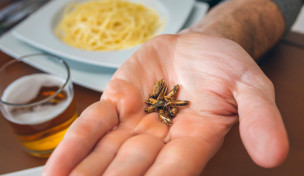 Insekten als Lebensmittel Insekten als Lebensmittel