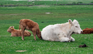 Kühe auf der Weide Kühe auf der Weide