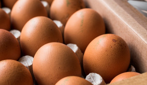 Eier