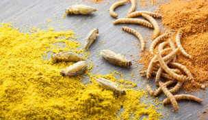 insekten-gewuerzt-grillen-mehlwuermer