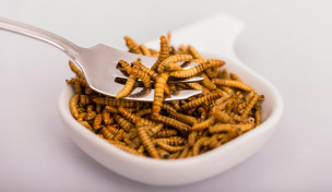 frittierte-mehlwuermer