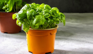 Basilikum-in-topf-auf-grauem-untergrund