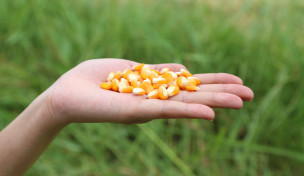 Hand mit Maiskörnern