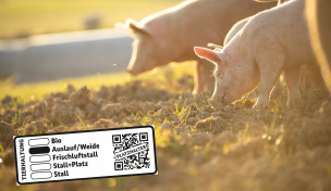 Schweine fressen auf einer Wiese