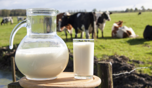 Milch von Kühen auf der Weide