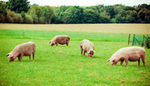 Schweine auf Wiese