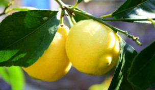 Zitronen am Baum