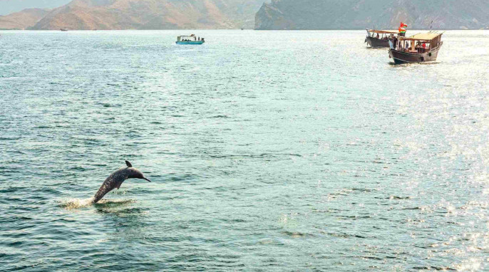 Delfinfang Meer Boote
