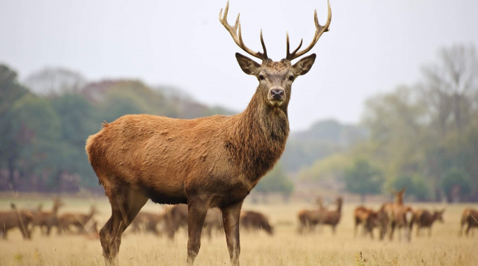 Hirsch vor Herde