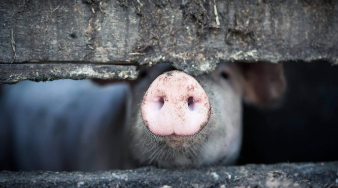 Schwein schaut durch Zaun