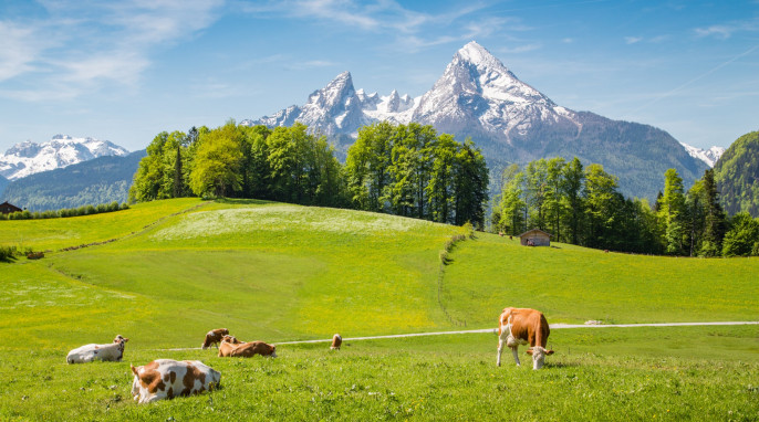 Kühe auf einer Weide vor einer Bergkulisse