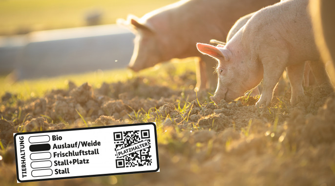 Schweine fressen auf einer Wiese