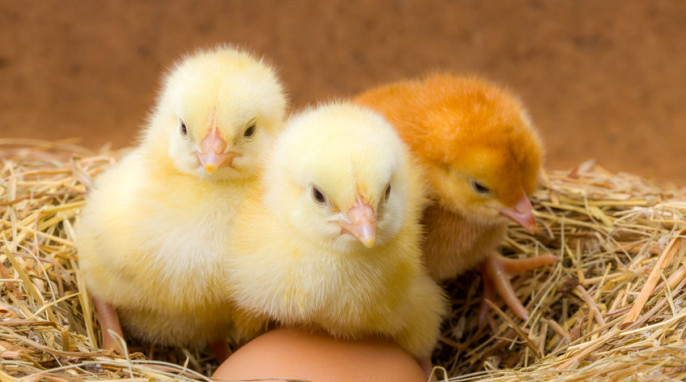 Kleine Neugeborenen Hühner im Heu Nest mit Ei
