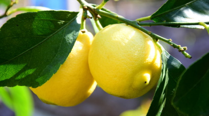 Zitronen am Baum