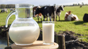 Milchkrug und Milchglas vor einer Herde Kühe auf einer Weide