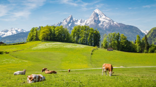 Kühe auf einer Weide vor einer Bergkulisse