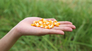 Hand mit Maiskörnern