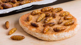 Insekten auf Teigfladen