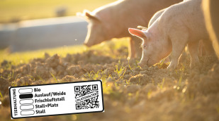 Schweine fressen auf einer Wiese