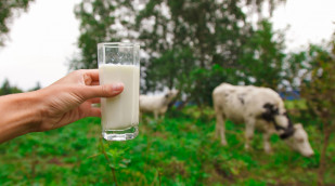 Hand hält Milchglas, Kuh im Hintergrund