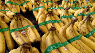 Bananen mit Banderole und Etikett