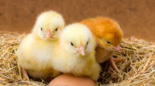 Kleine Neugeborenen Hühner im Heu Nest mit Ei